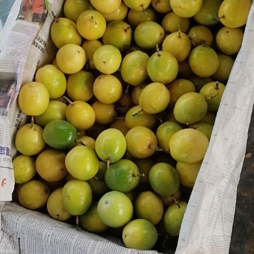 南宁黄金百香果蜂蜜味黄金百香果小黄金钦蜜九号维密黄金百香果大量