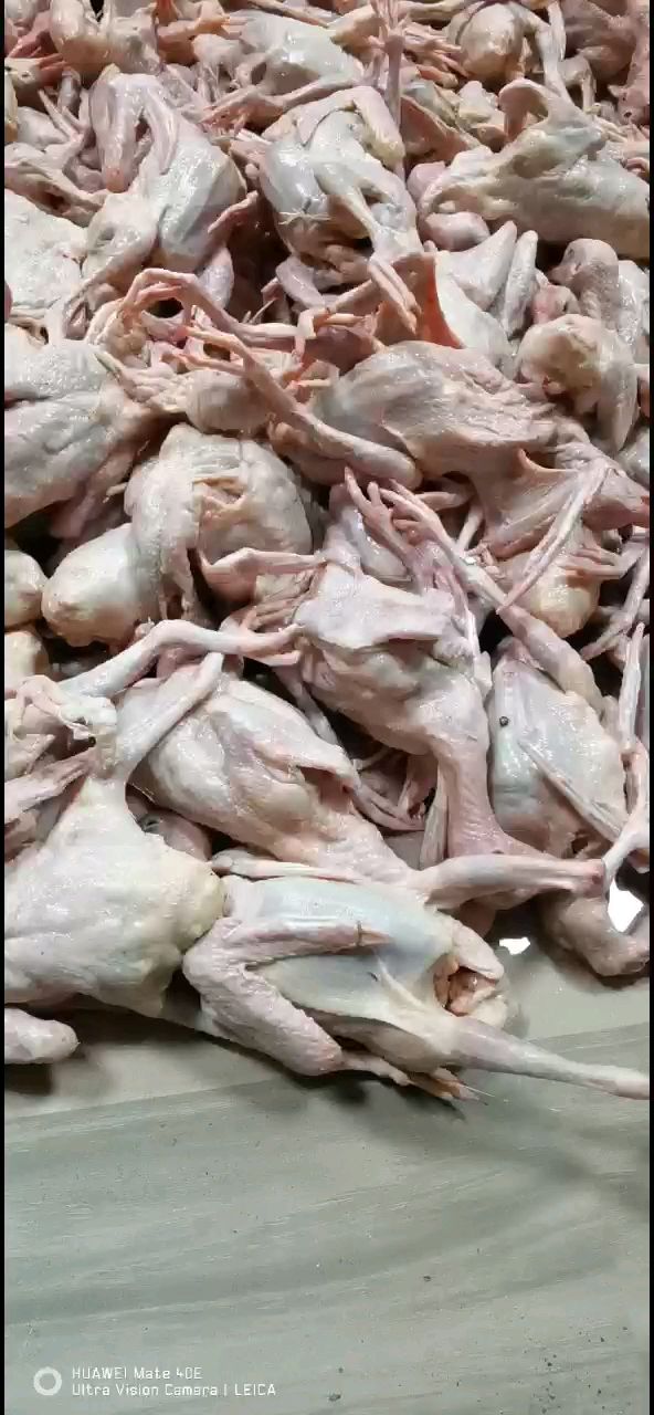 乳鸽