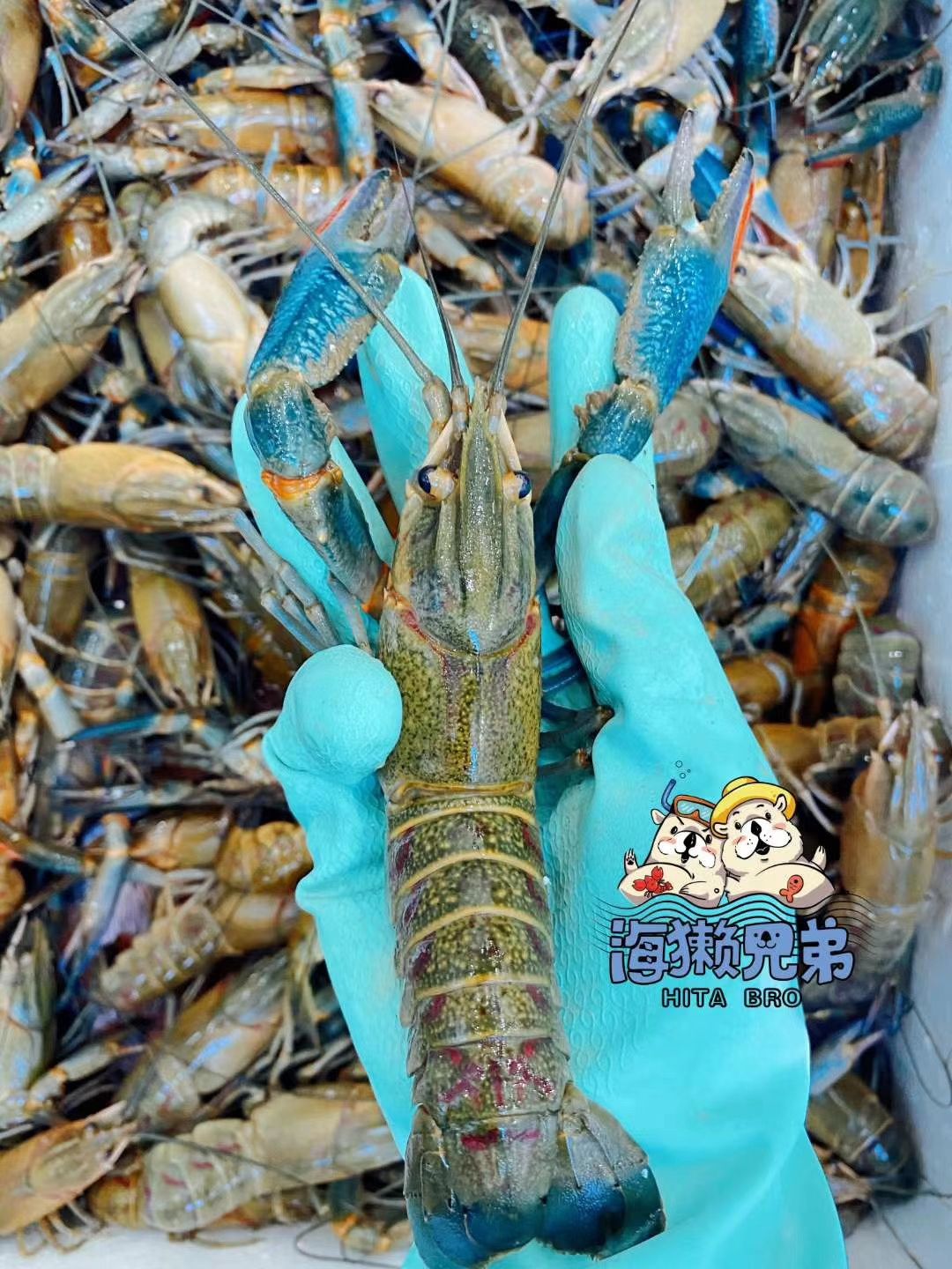 澳洲龙虾  淡水澳龙/蓝龙虾/澳洲淡水龙虾批发零售