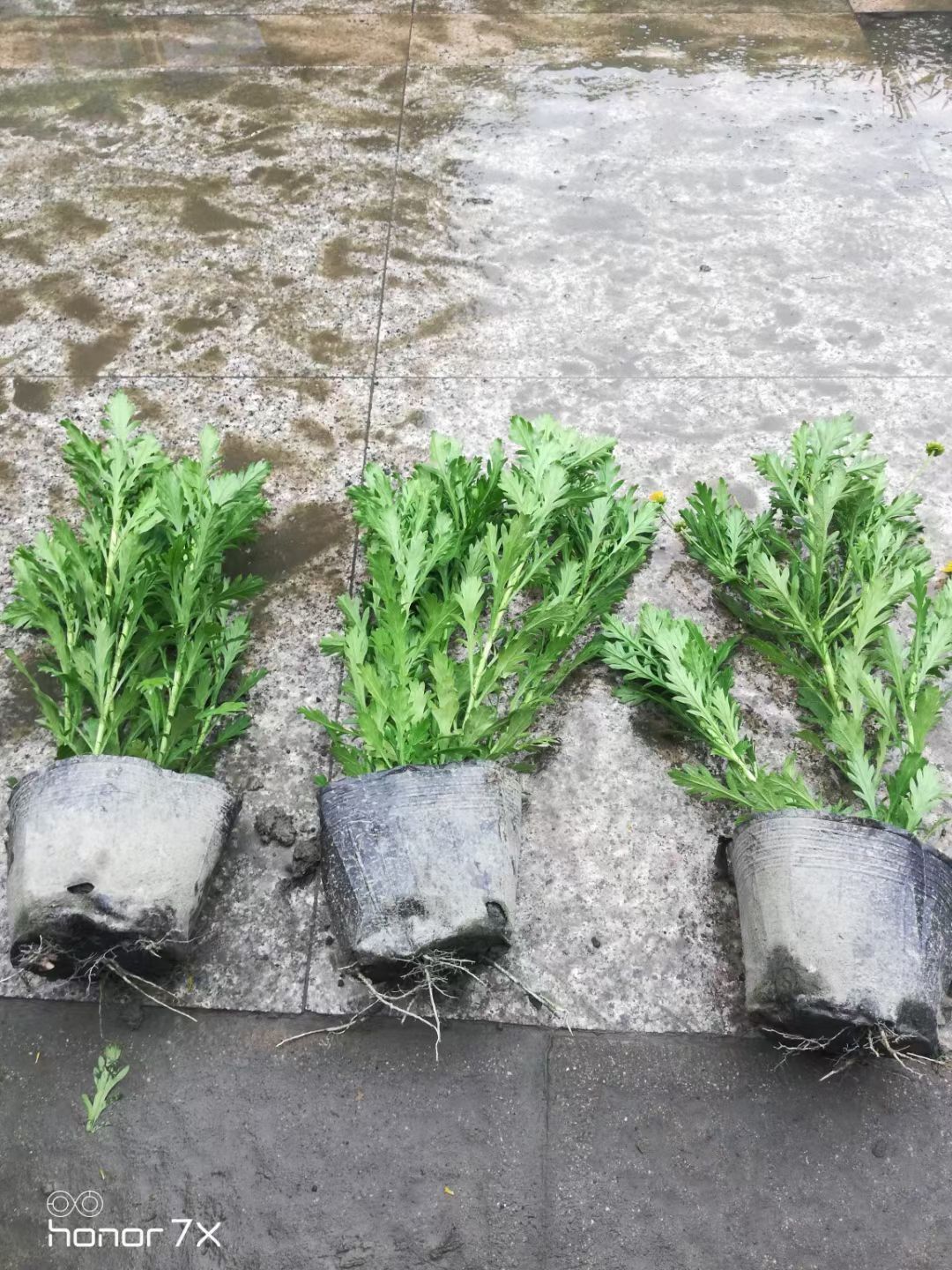 木春菊苗 木春菊