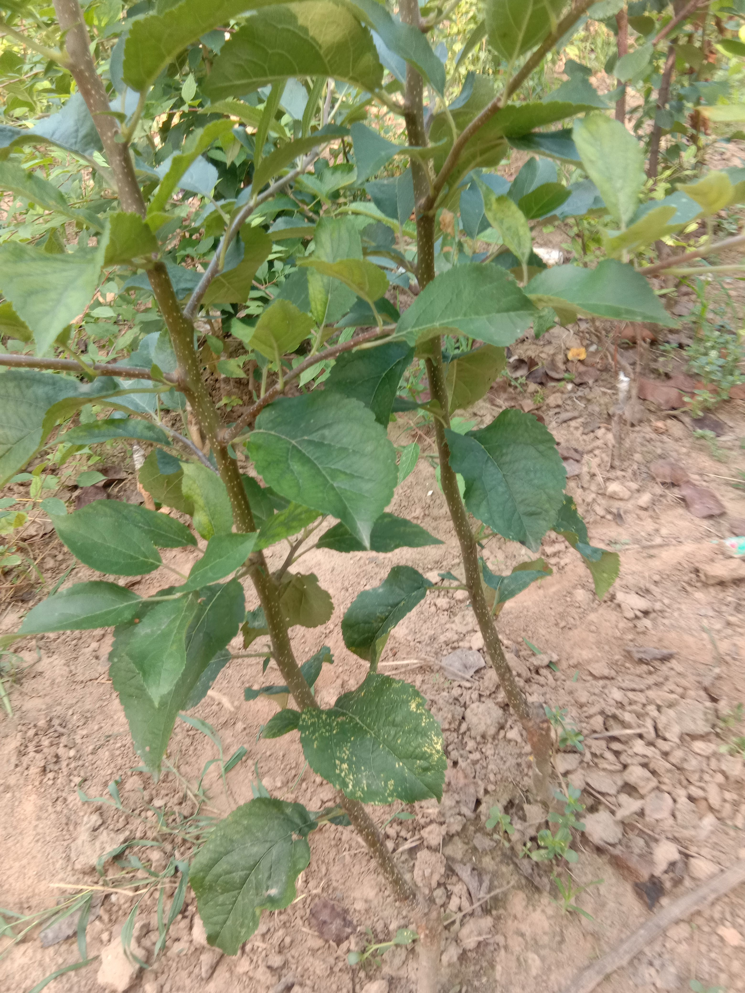 苹果树苗  一年生苹果苗