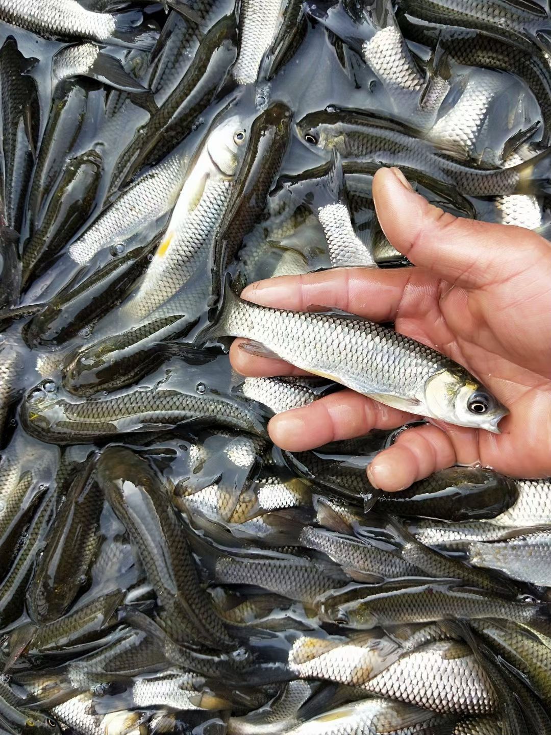  草鱼苗（品种其全）量大从优