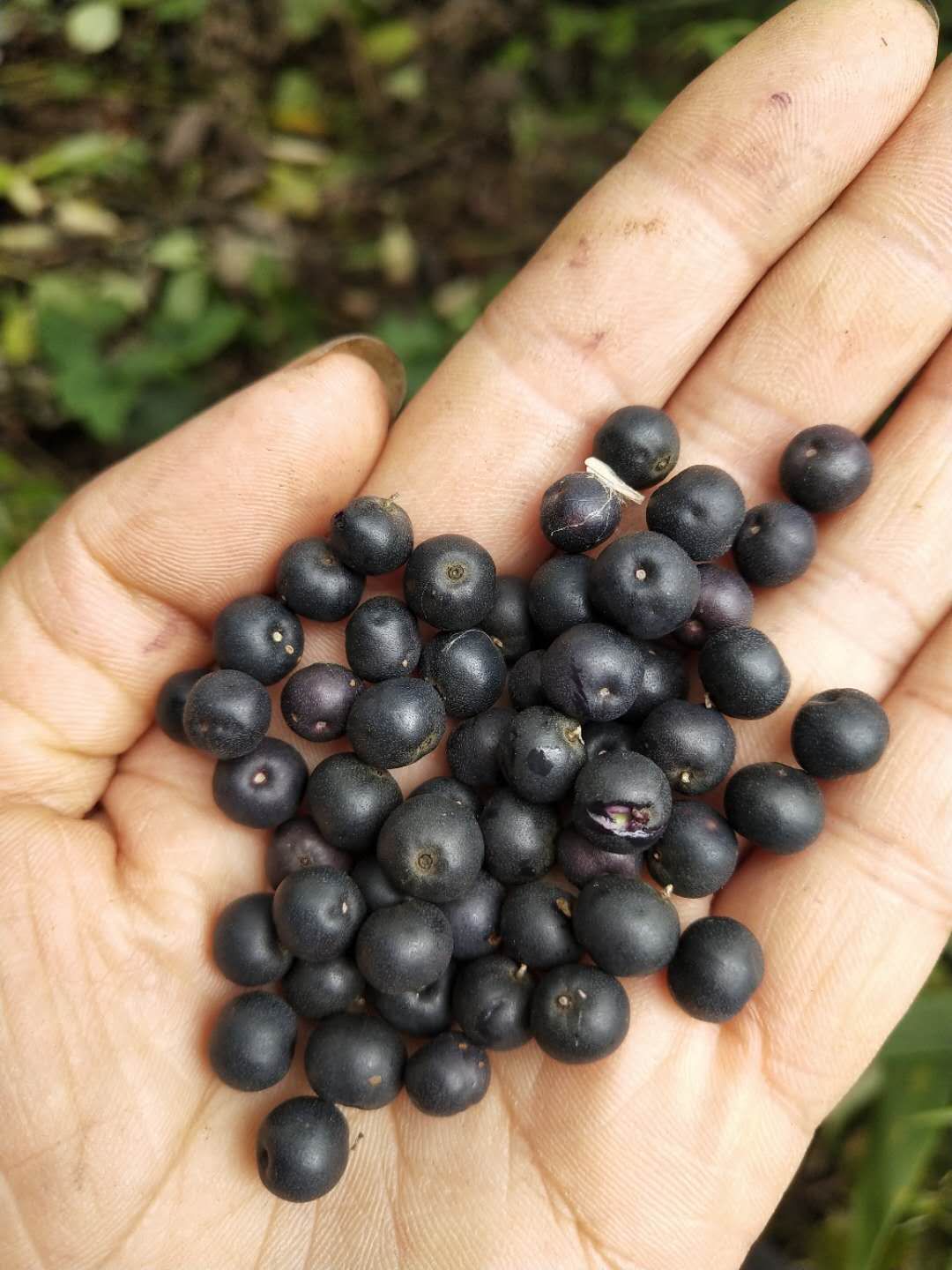 精选成熟灯台树种子，每斤30元