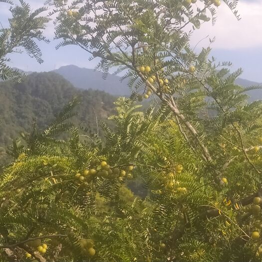 玉林余甘果 广西壮族自治区玉林市玉州区
