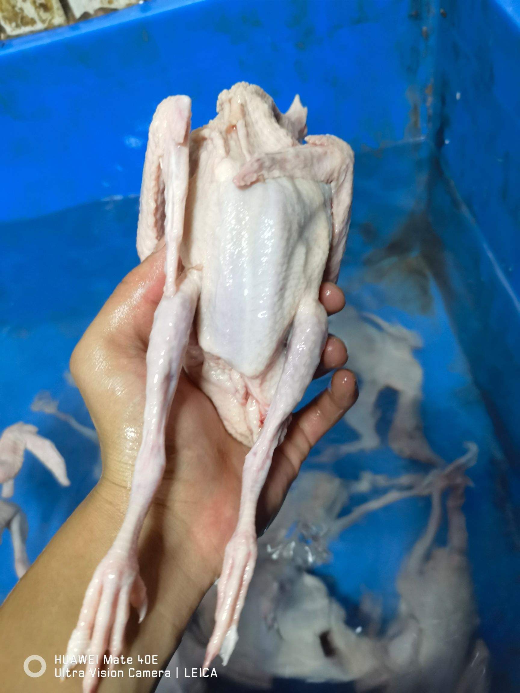  乳鸽