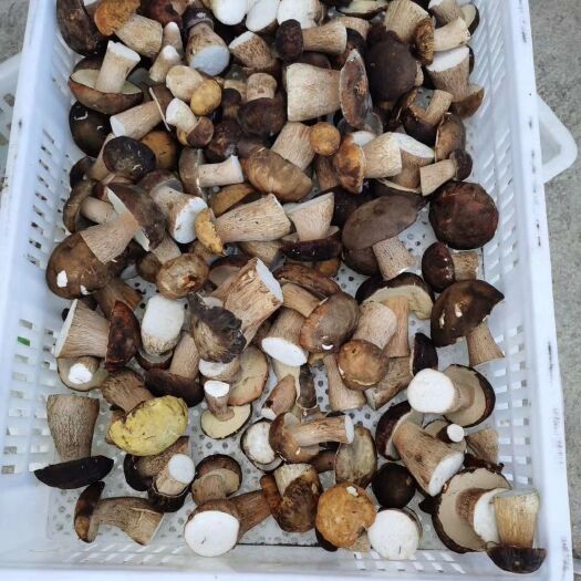 扎赉特旗 美味牛肝菌