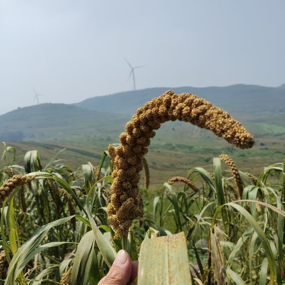 黄小米  山东安丘特产辉渠小米