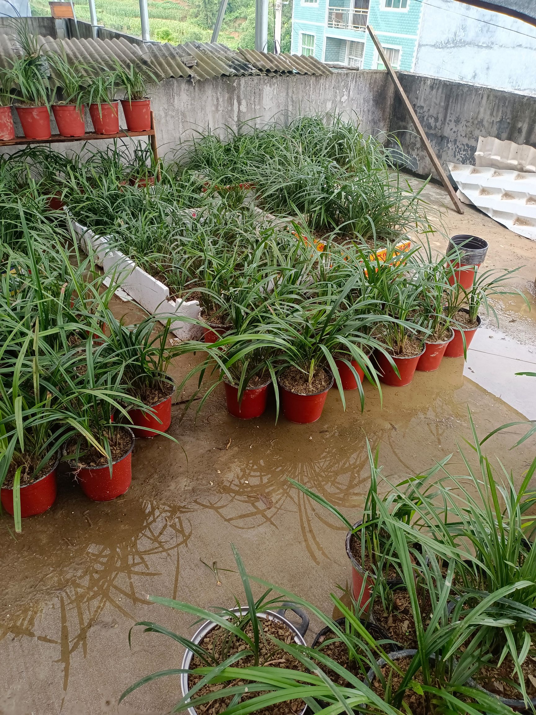 建兰，新上货，浓香型，不香不要钱今天下单送10苗