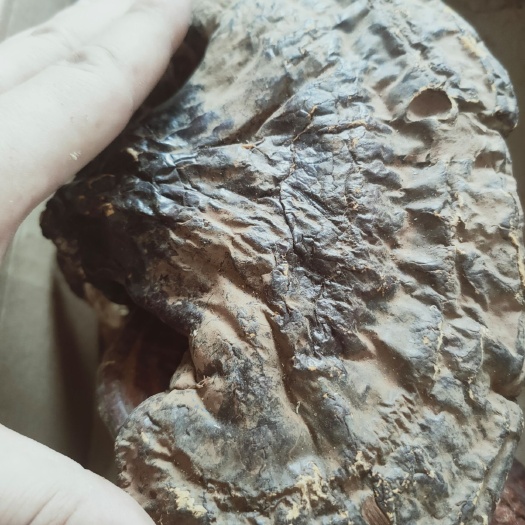 塔河县 赤灵芝 产自黑龙江兴安岭原始森林，赤灵芝为灵芝之首，常年供应