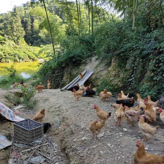 益阳山林散养土鸡