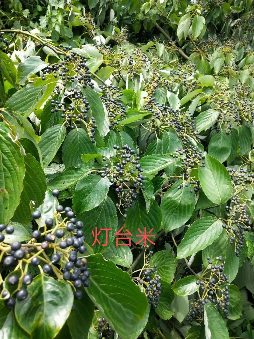 精选成熟灯台树种子，每斤30元