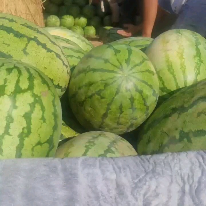 [金花西瓜批发]金花西瓜 陕北西瓜价格0.5元/斤 - 惠农网