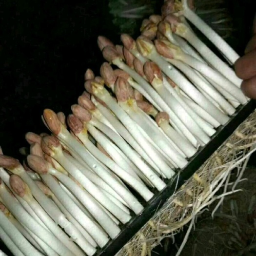  花生芽现货秒发，量大从优