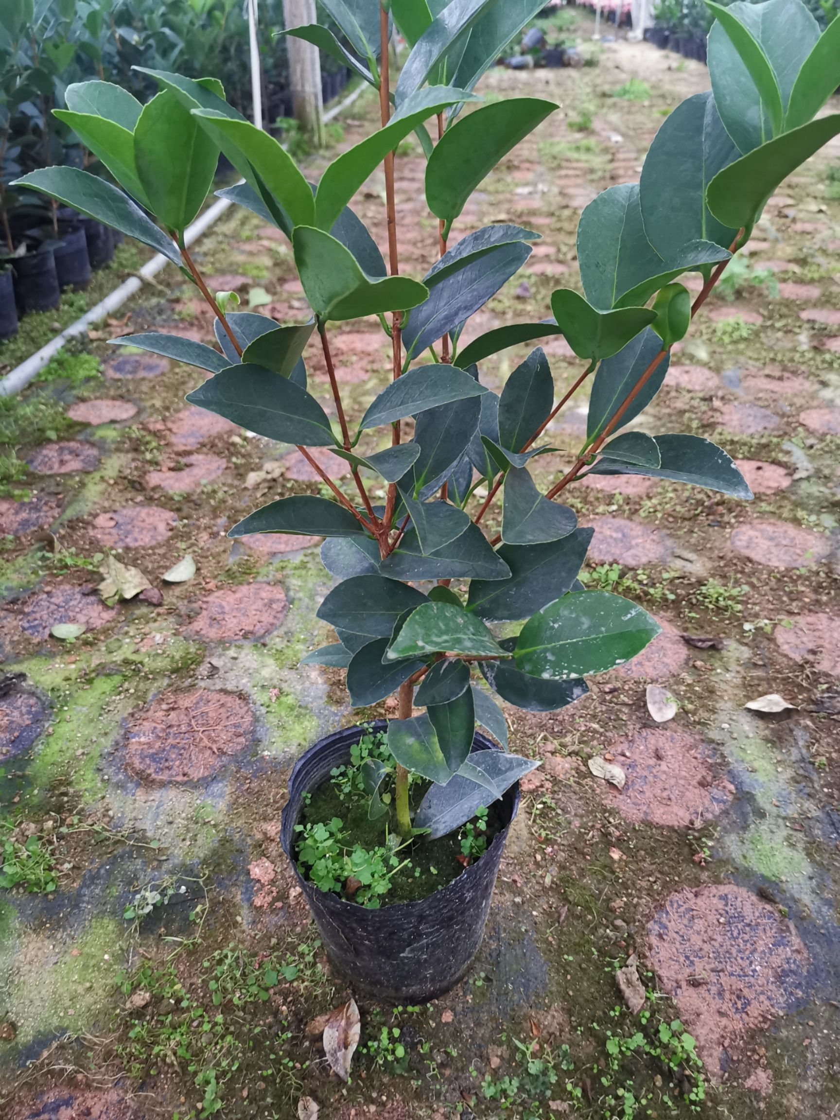 四季茶花夏日七心树苗盆栽带花苞重瓣新品种阳台植物花卉开花不断