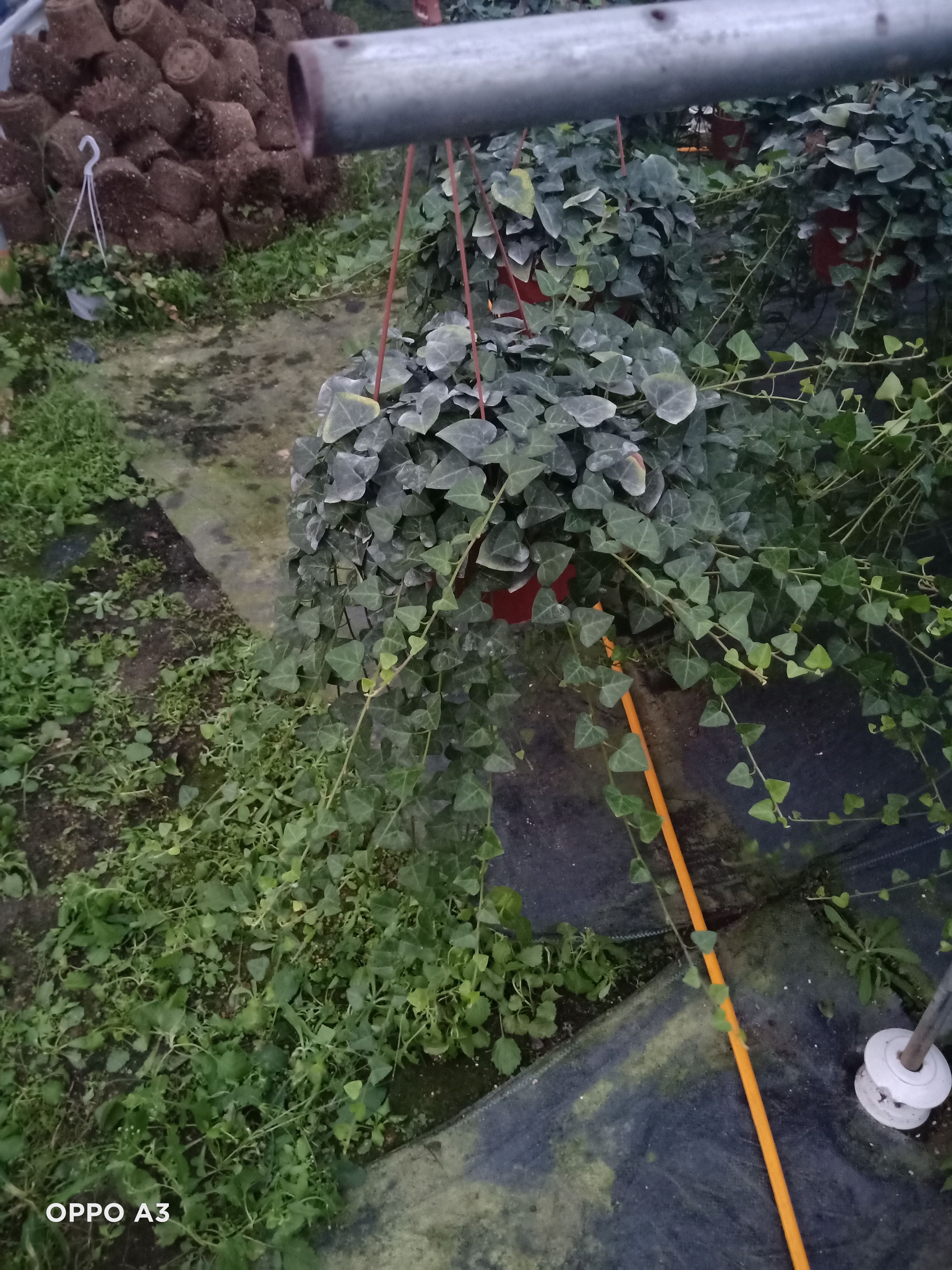 青叶常青藤盆栽苗福建龙岩永福镇基地批发价保质保量原盆原土发货