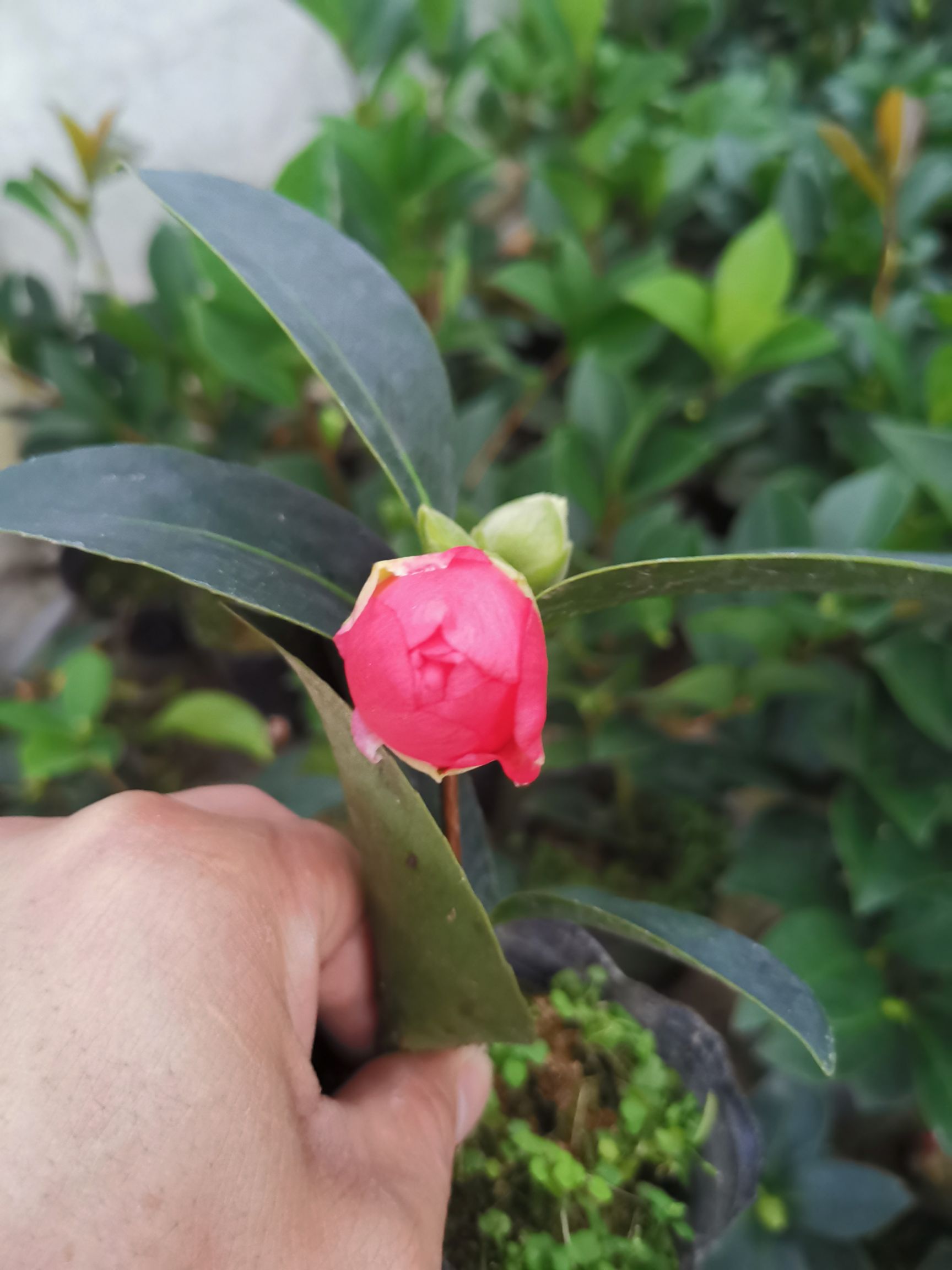 四季茶花夏日七心树苗盆栽带花苞重瓣新品种阳台植物花卉开花不断