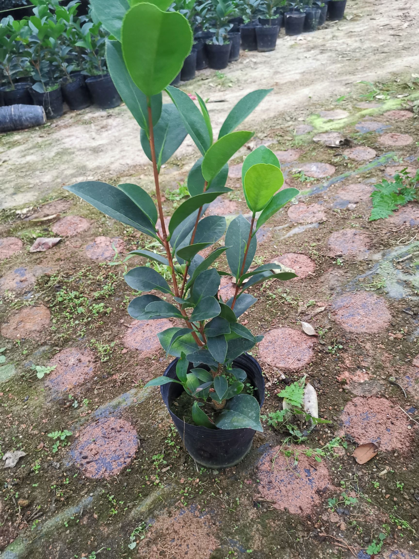 四季茶花夏日七心树苗盆栽带花苞重瓣新品种阳台植物花卉开花不断