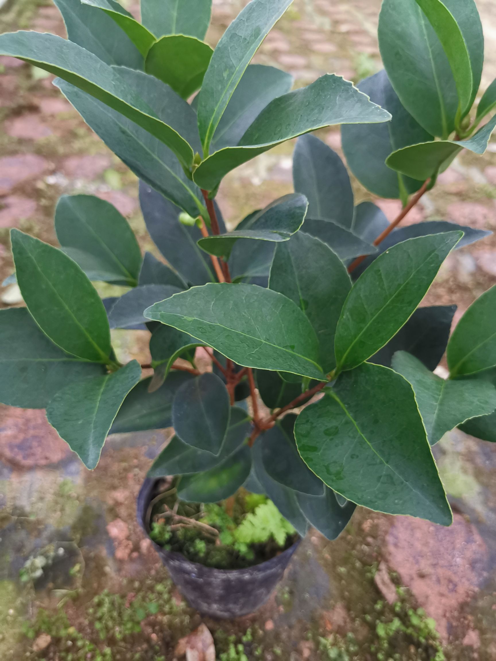 四季茶花夏日七心树苗盆栽带花苞重瓣新品种阳台植物花卉开花不断