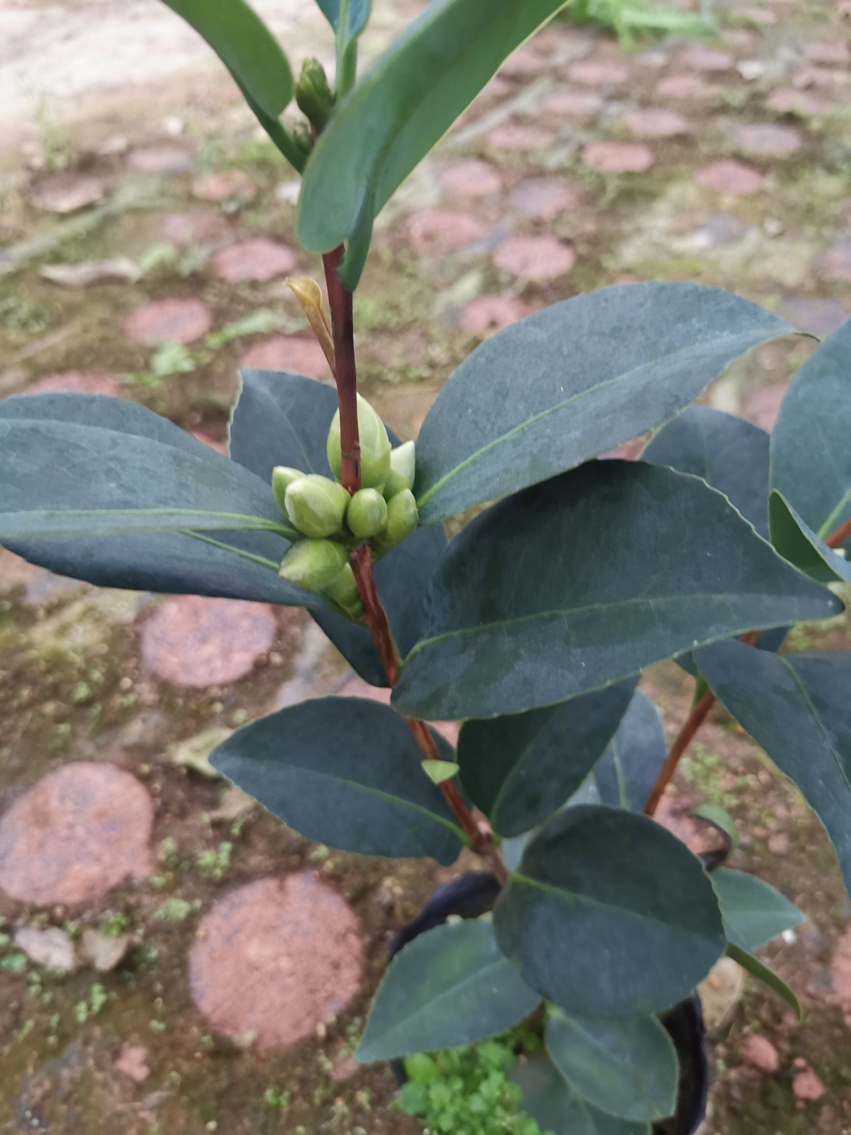四季茶花夏日七心树苗盆栽带花苞重瓣新品种阳台植物花卉开花不断