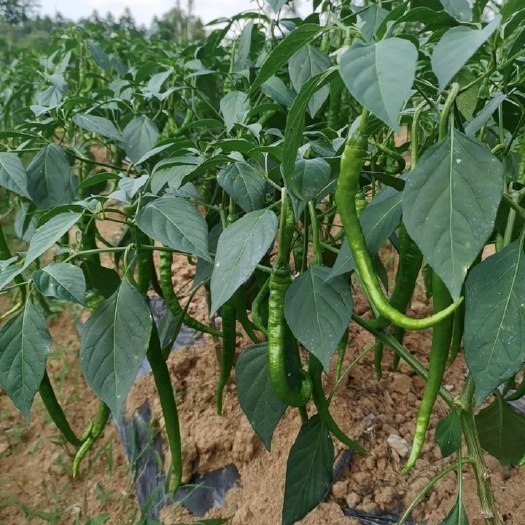 凤凰县 辣椒6号，湘辣催健，湘辣77