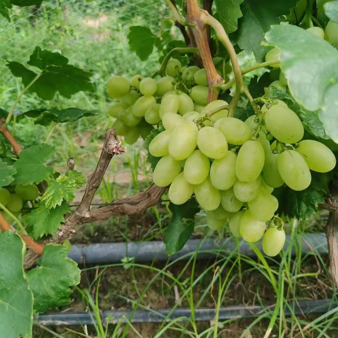 山西运城夏县青提维多利亚葡萄。可视频看货！广交天下朋友，