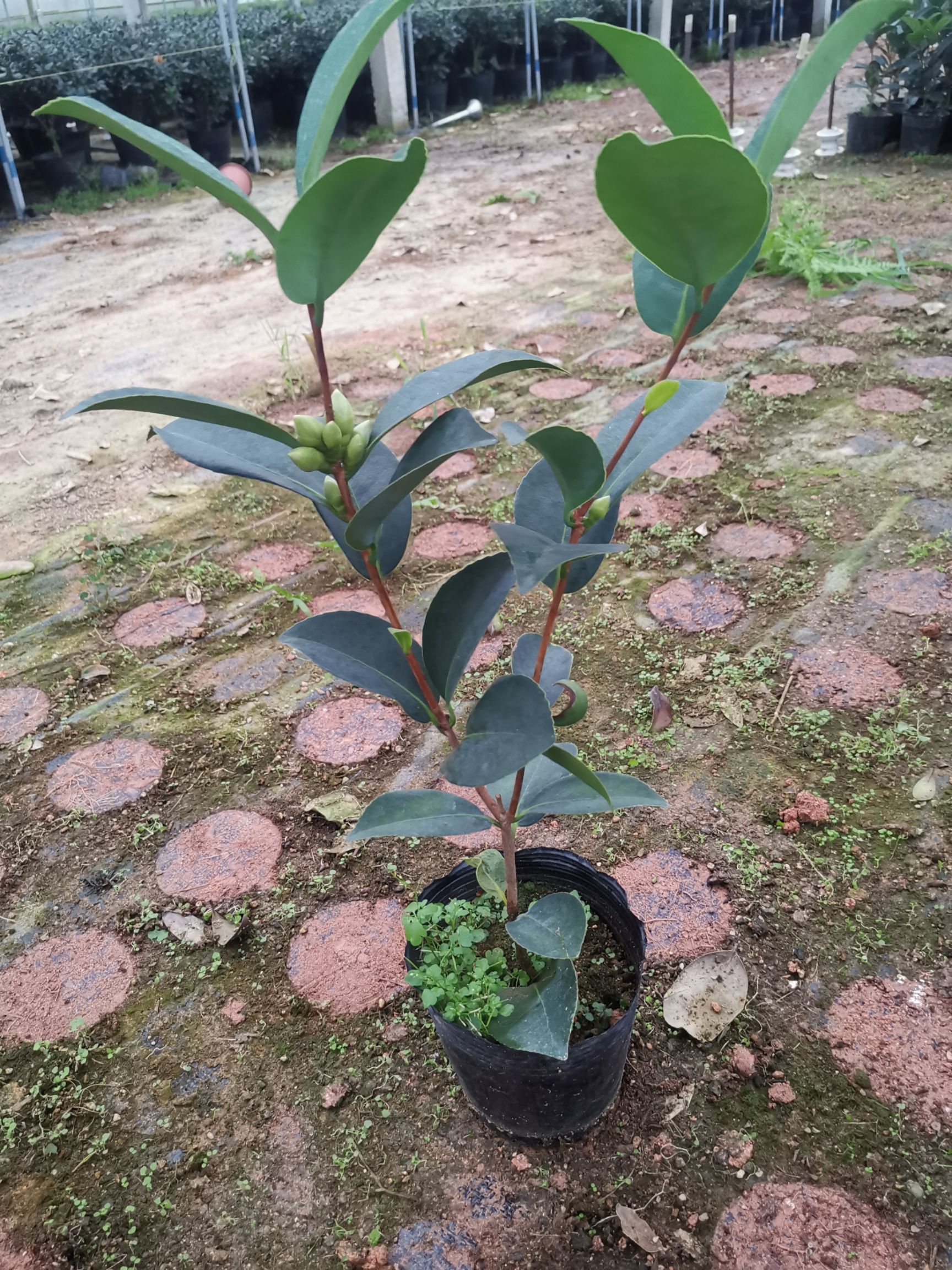 四季茶花夏日七心树苗盆栽带花苞重瓣新品种阳台植物花卉开花不断