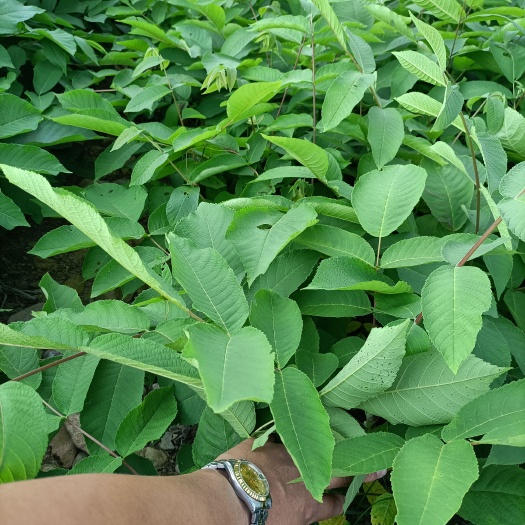桓仁县 核桃苗，山核桃苗，哪卖核桃苗，哪有核桃苗