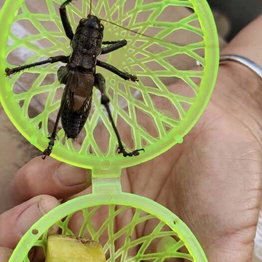 榆林蟋蟀  批发蝈蝈