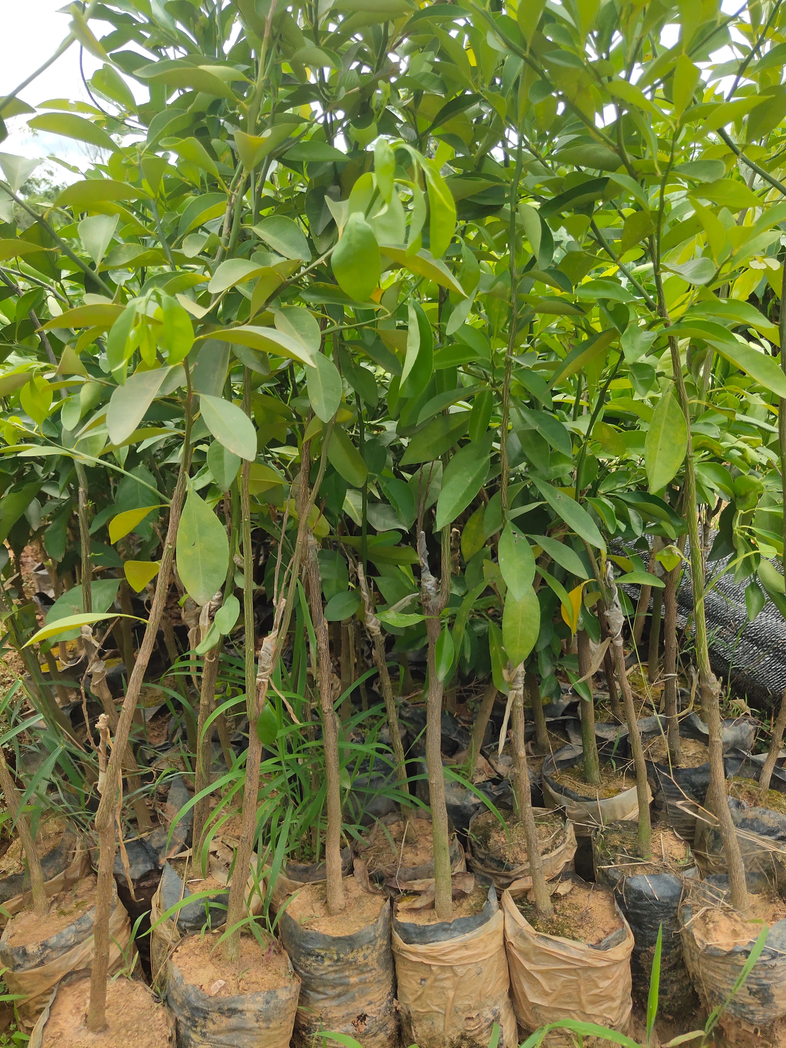 血橙苗  红心橙苗，绿橙苗