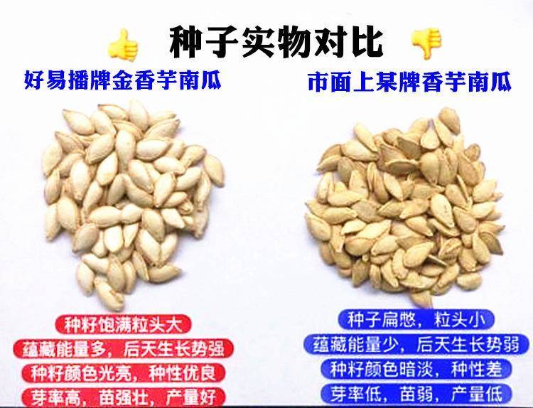 金香芋南瓜种子粉糯浓香甜四季春秋广东小南瓜蔬菜种籽孑绿沃农业
