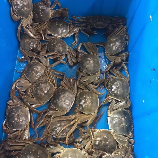 泗洪县六月黄，大闸蟹，螃蟹，