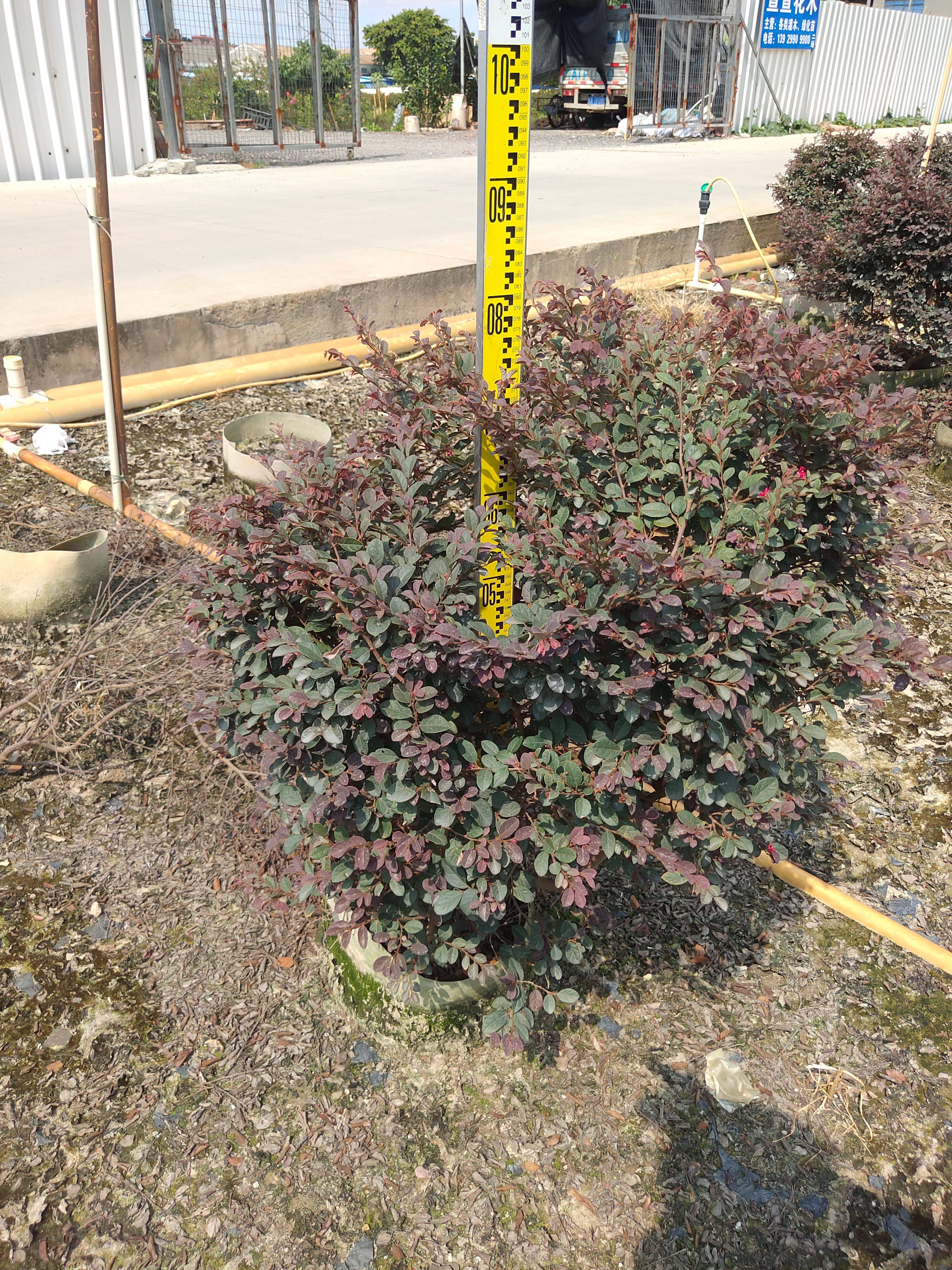 红花继木 红继木