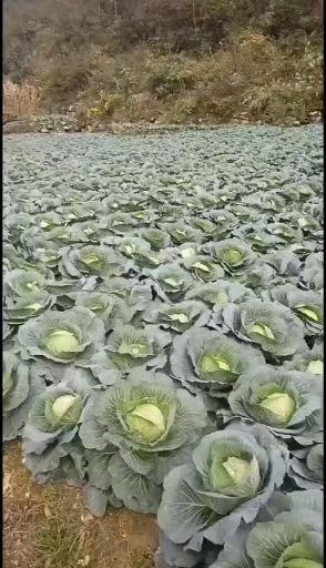 利川市绿包菜 精品包白菜
