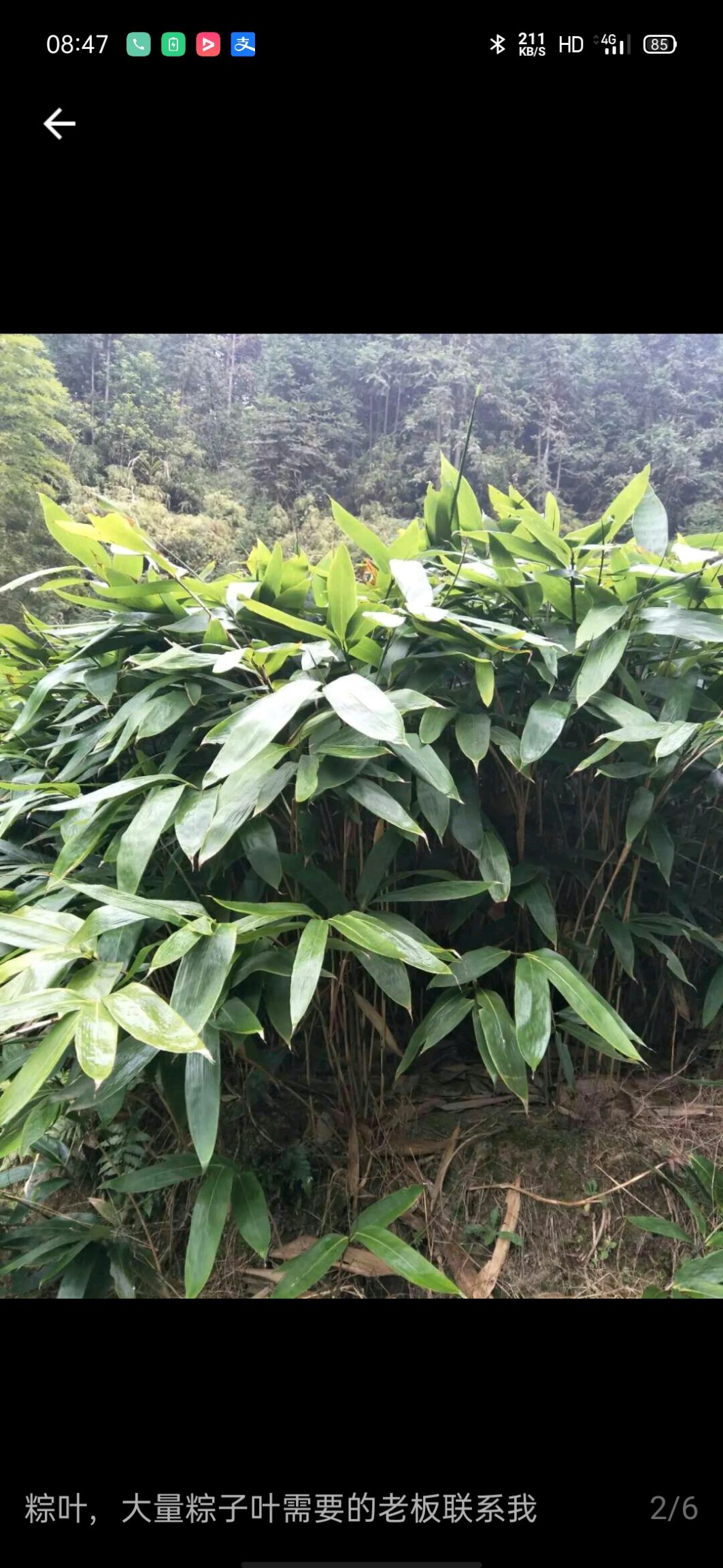 四季青竹  棕叶苗