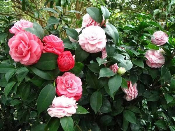 广州茶花树 30~50cm 