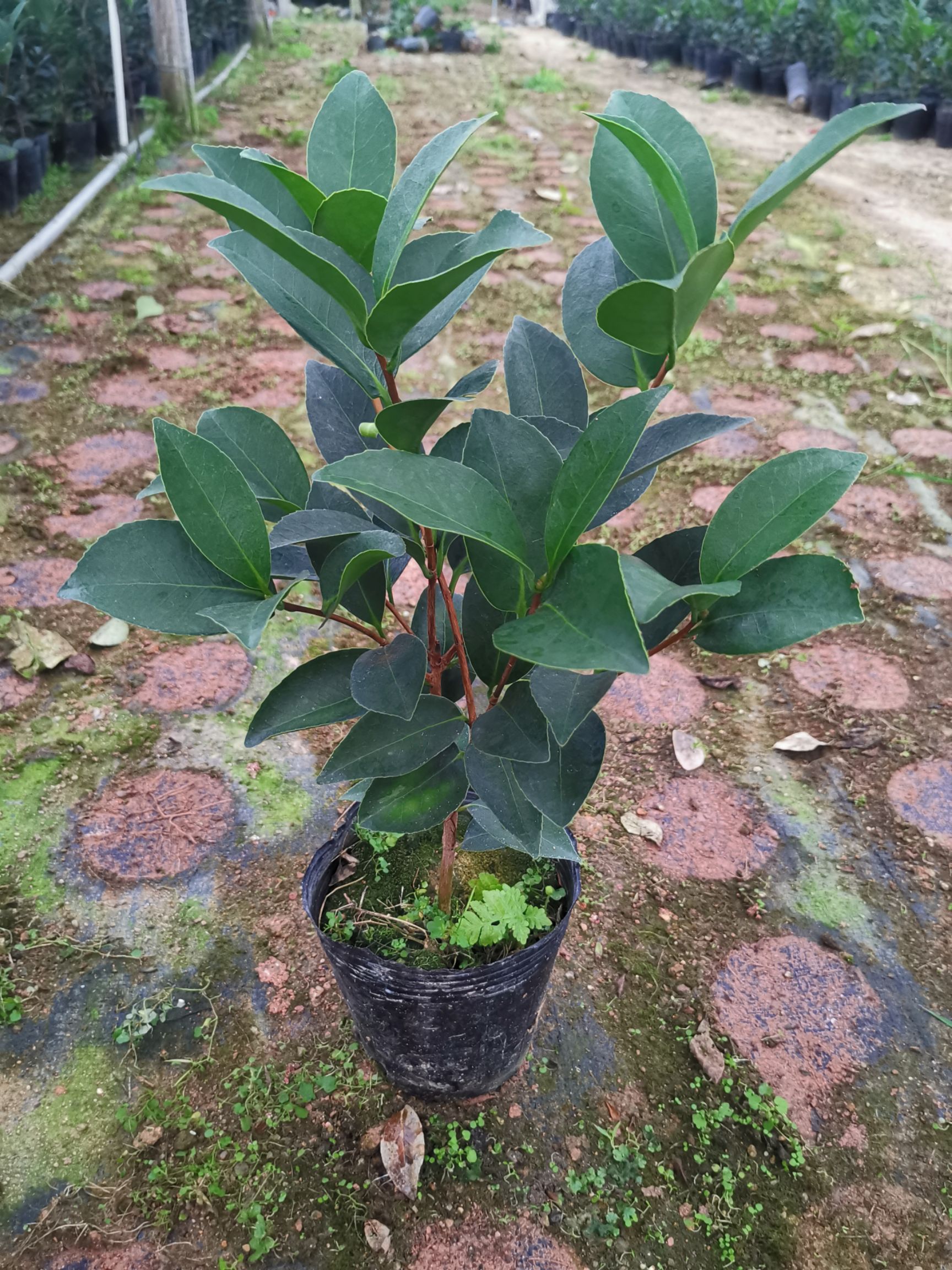 四季茶花夏日七心树苗盆栽带花苞重瓣新品种阳台植物花卉开花不断