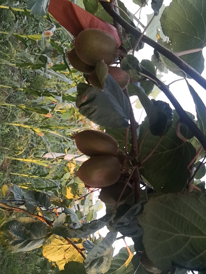 翠香猕猴桃 农家果园翠香猕胡桃产自猕胡桃之乡