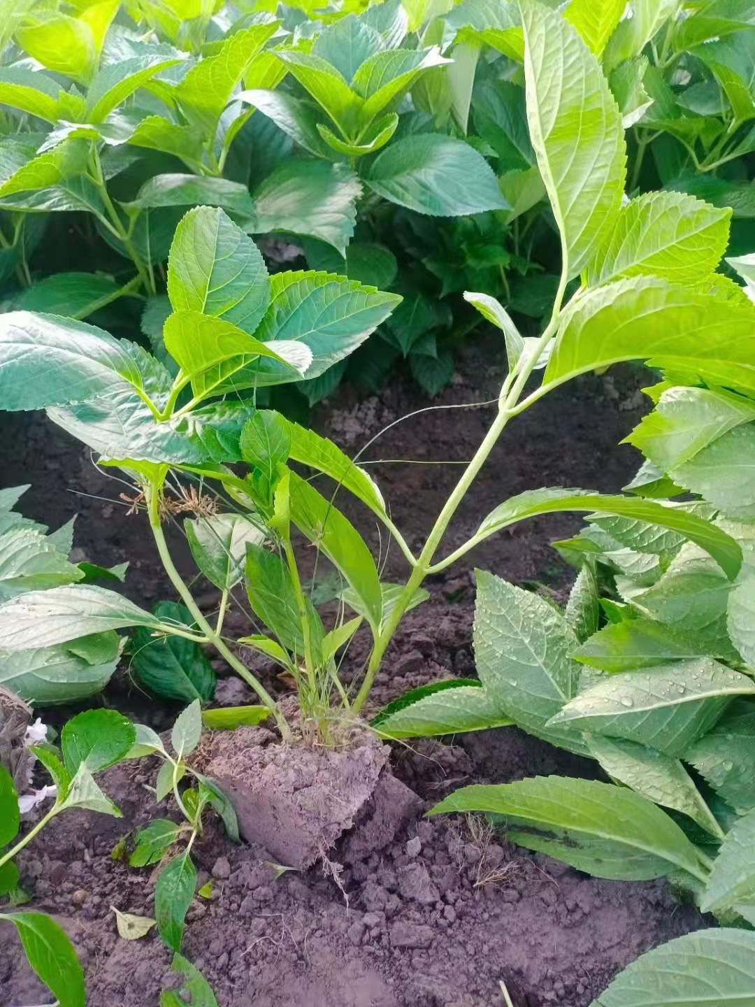 大八仙花 八仙花