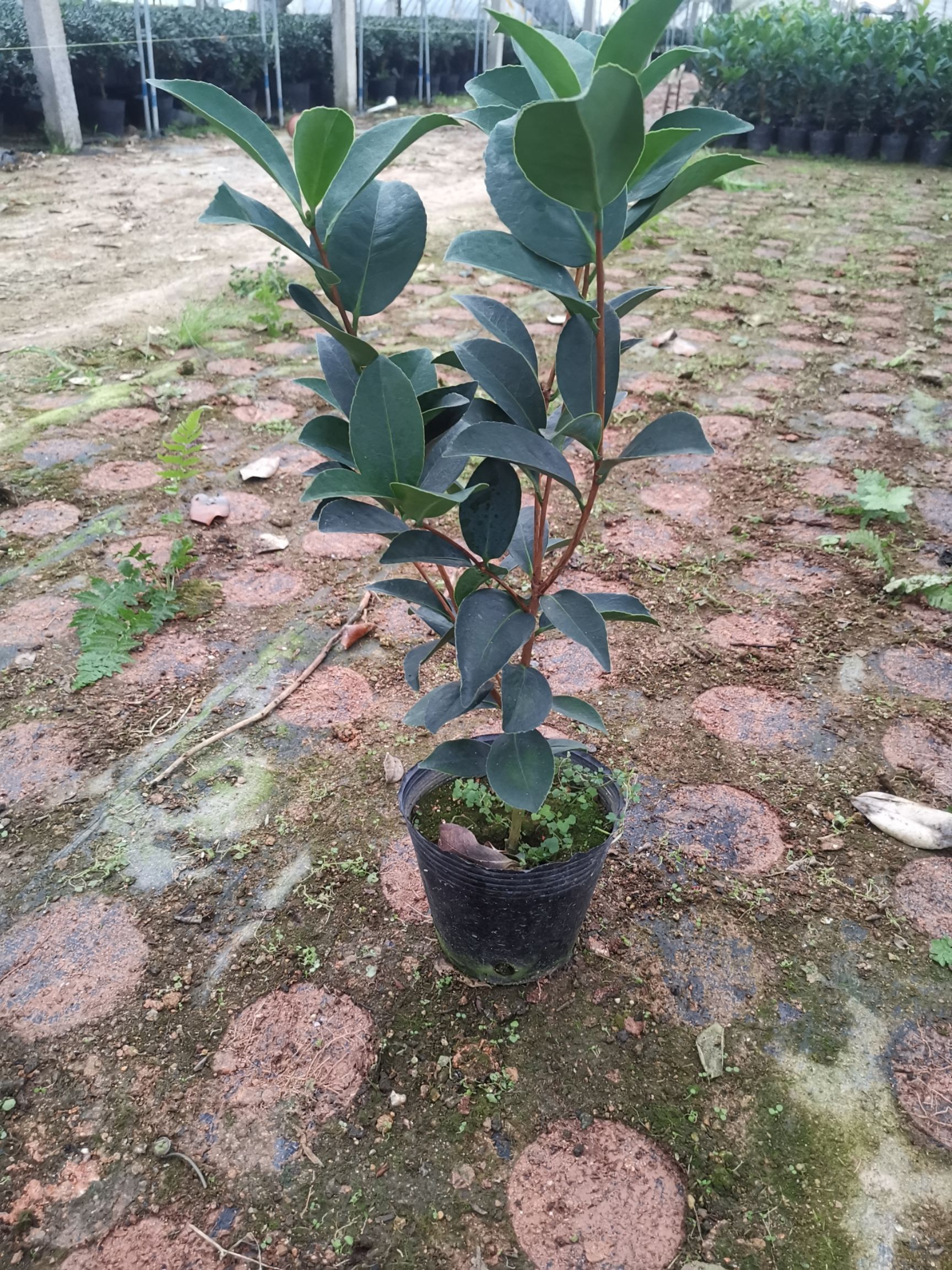 四季茶花夏日七心树苗盆栽带花苞重瓣新品种阳台植物花卉开花不断