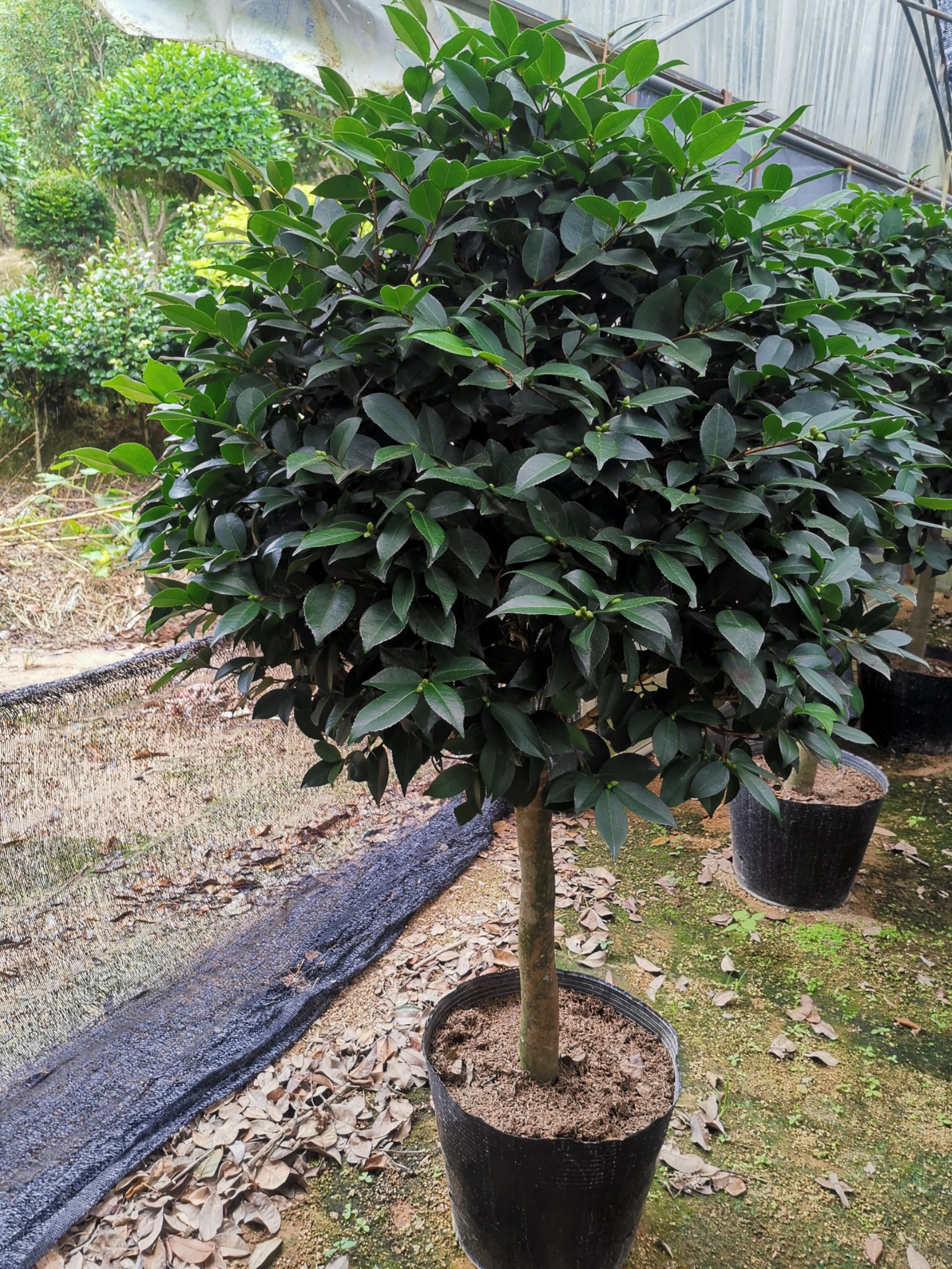 大香烈香香妃茶花盆栽浓香型四季带花苞特大树苗室内客厅室外庭院