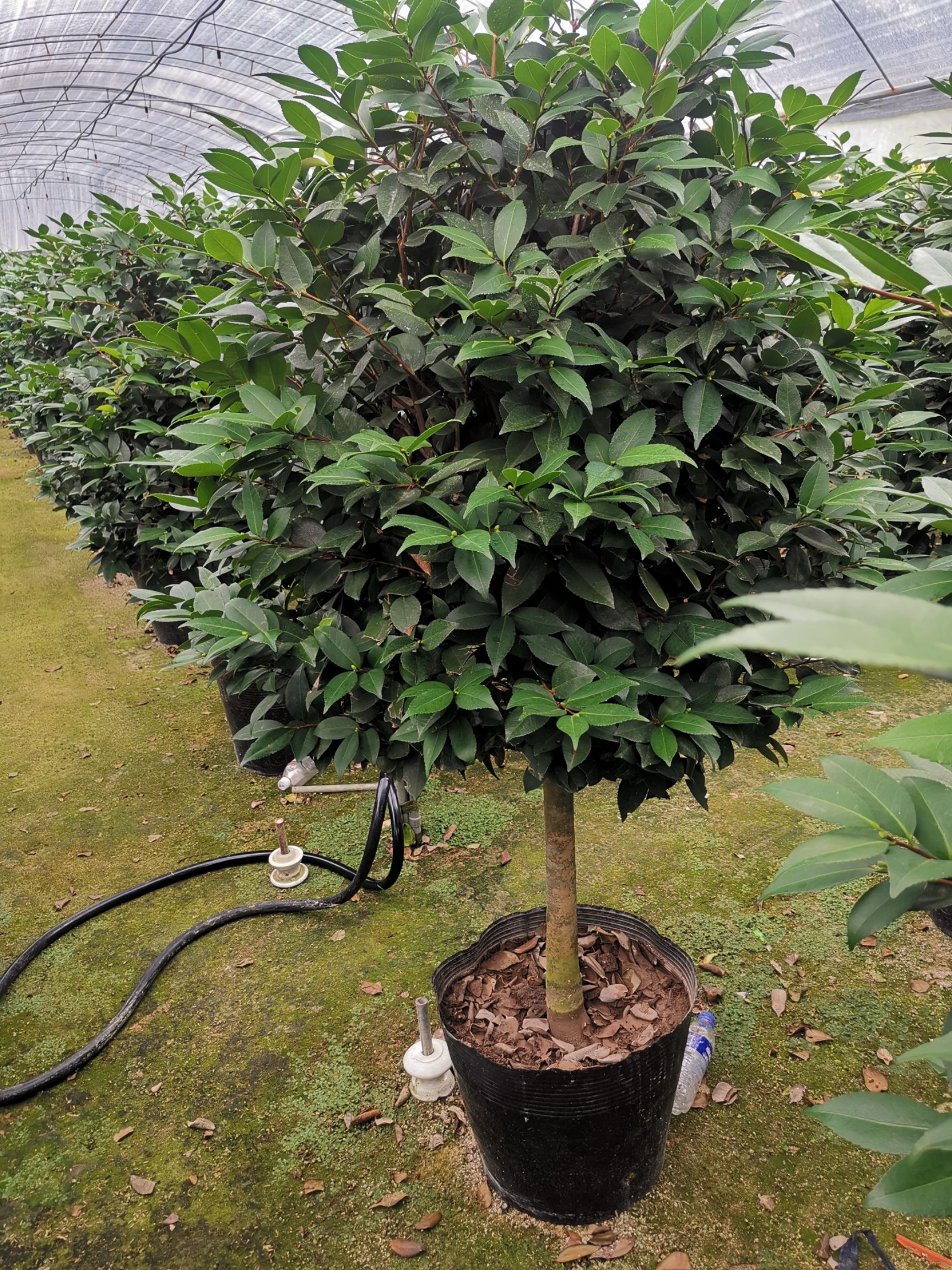 大香烈香香妃茶花盆栽浓香型四季带花苞特大树苗室内客厅室外庭院