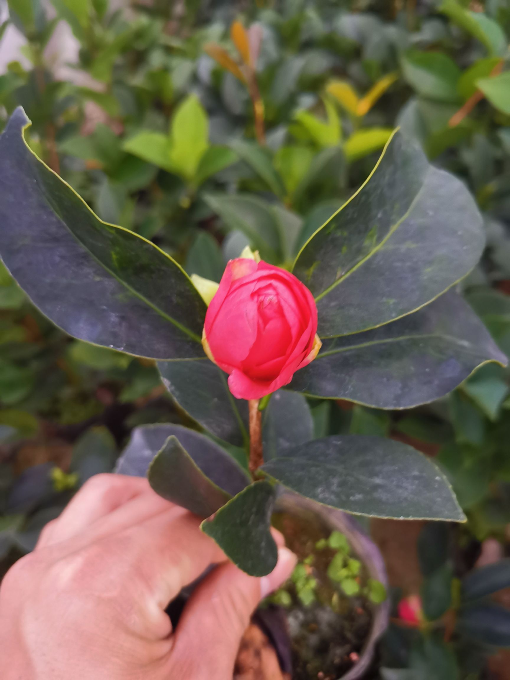 四季茶花夏日七心树苗盆栽带花苞重瓣新品种阳台植物花卉开花不断