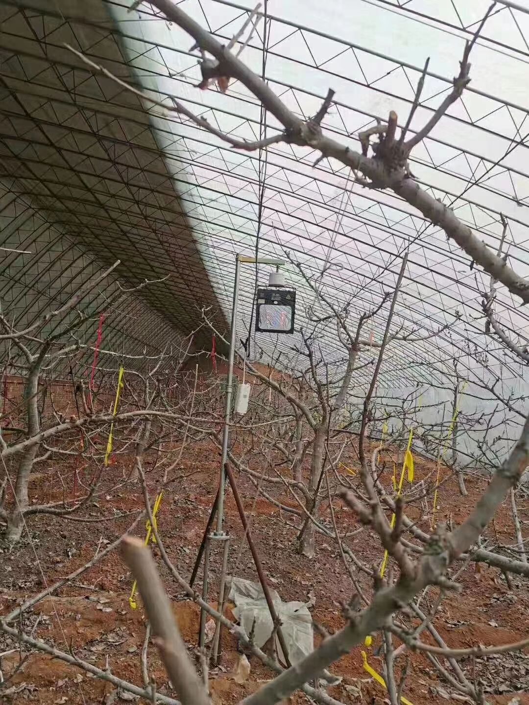 红皎阳激光植物补光灯大棚种植樱桃葡萄蓝莓无花果仿太阳光植物灯