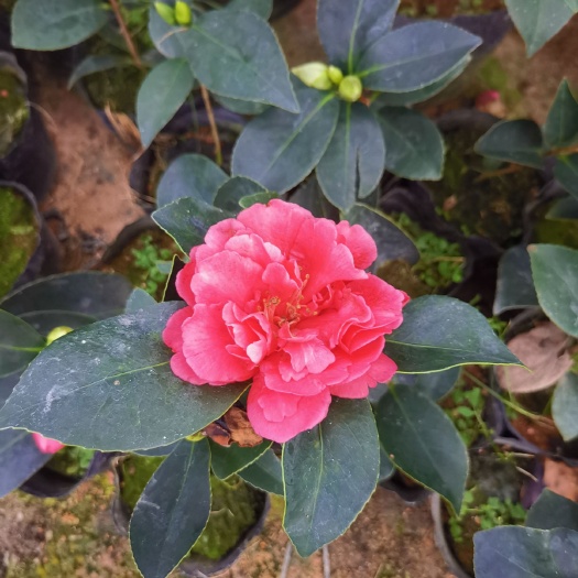 广州四季茶花夏日七心树苗盆栽带花苞重瓣新品种阳台植物花卉开花不断