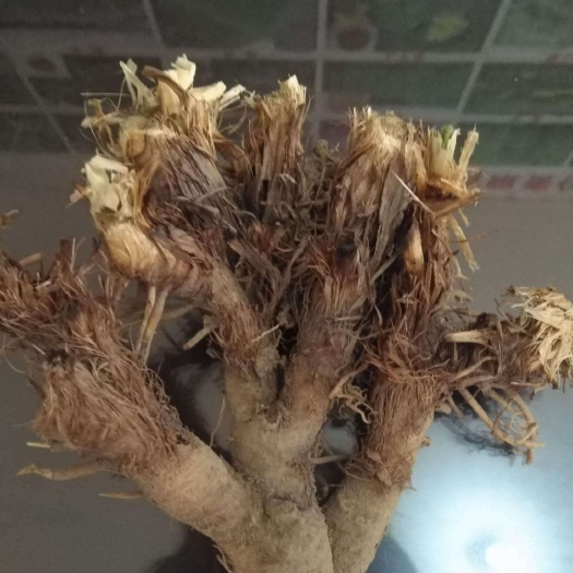 亳州大量收购鲜知母500吨欢迎广大种植户前来洽谈合作