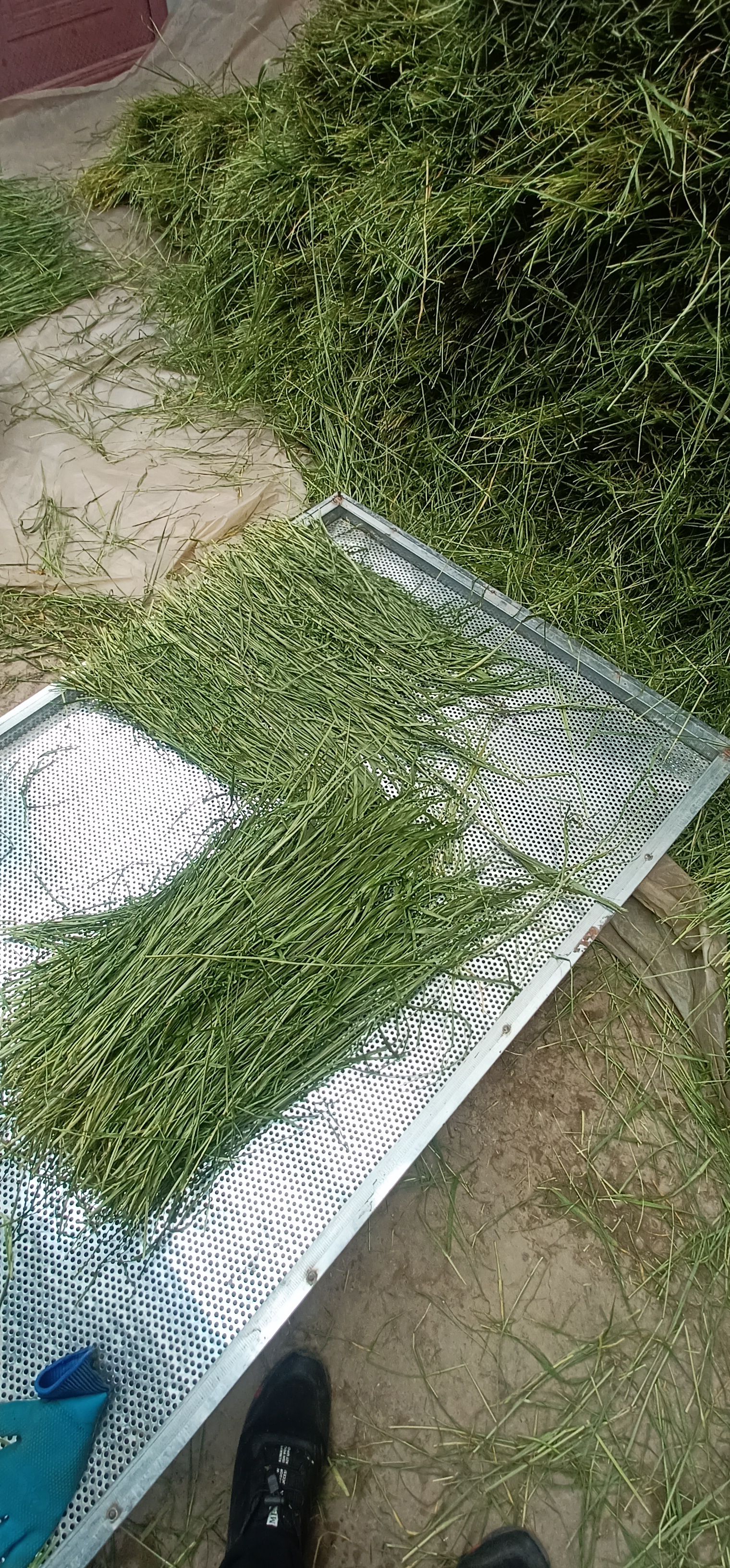 23年烘干提摩西草，干草饲料适合各种宠物龙猫