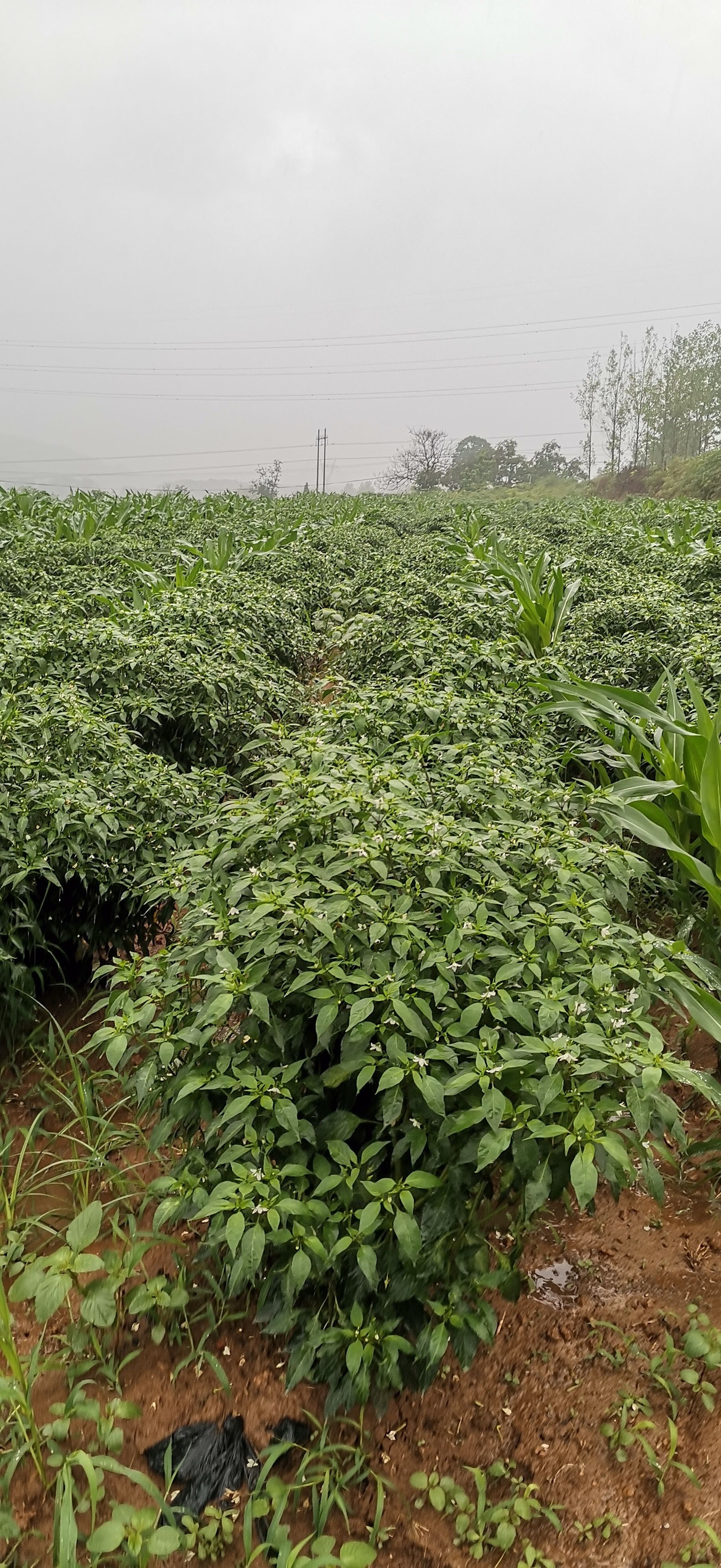 艳红辣椒 河南省洛阳市嵩县 
