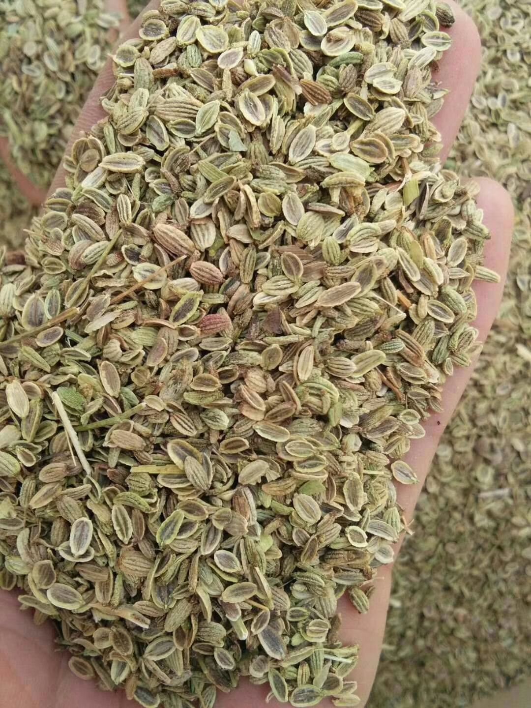 防风种子  干净饱满