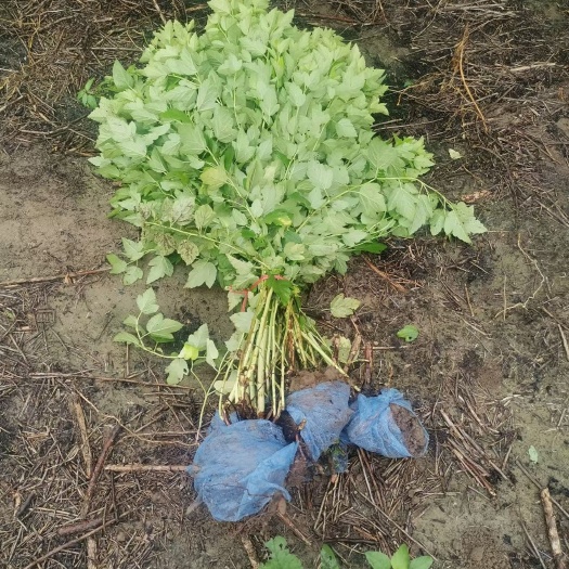  金叶风箱果大量销售中价格优惠质量好