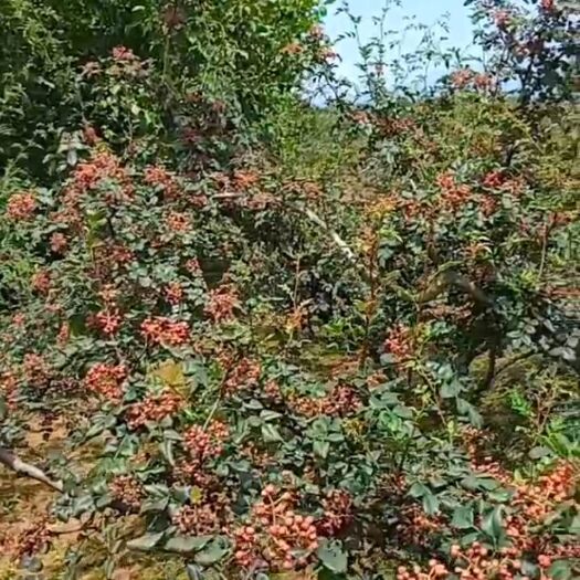 渭南红花椒 花椒